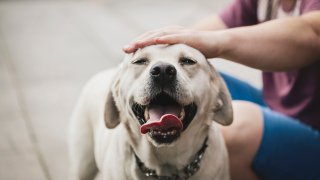 Labrador retrievers remain the nation’s most popular purebreds for a record-extending 29th year, according to American Kennel Club rankings being released Friday.