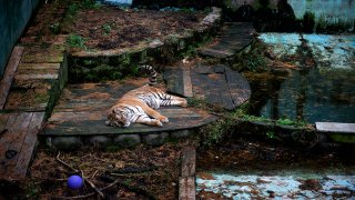 Tiger at Tri-State Zoological Park in Cumberland, Maryland