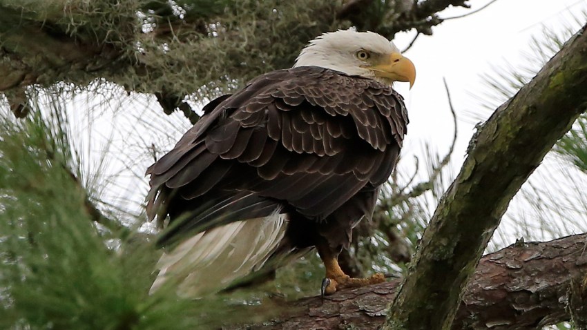 Bald Eagle