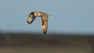 FILE – A Short Eared Owl hunts at Elmley National Nature Reserve, Oct. 22, 2016, in London.