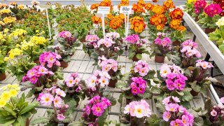 Plants at a nursery garden center