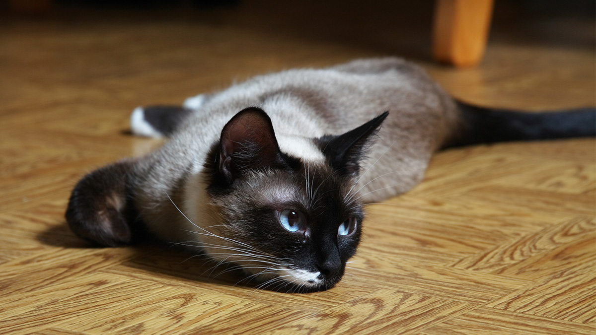 9 Hypoallergenic Cat Breeds That Won T Make You Sneeze Nbc4 Washington