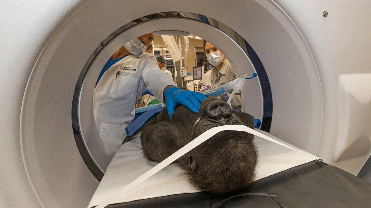 Calif. Eye Experts Operate on Unusual Patient – NBC4 Washington, image size:1200x675