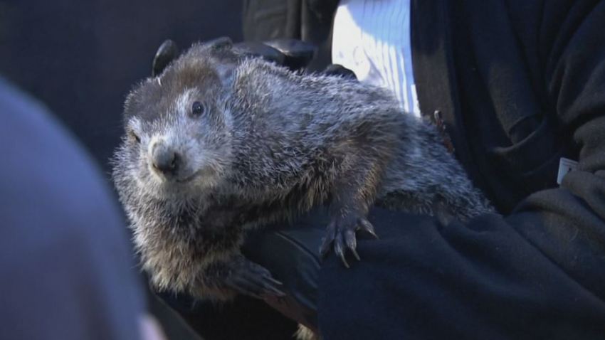 Groundhog Day: Punxsutawney Phil Sees His Shadow, 6 More Weeks of