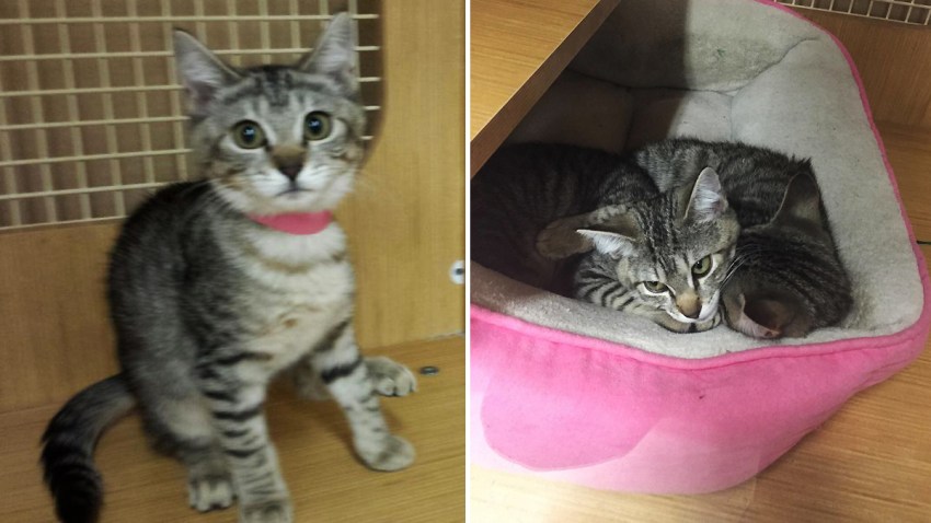 Thief Smashes Glass, Steals Kittens at Columbia Heights ...