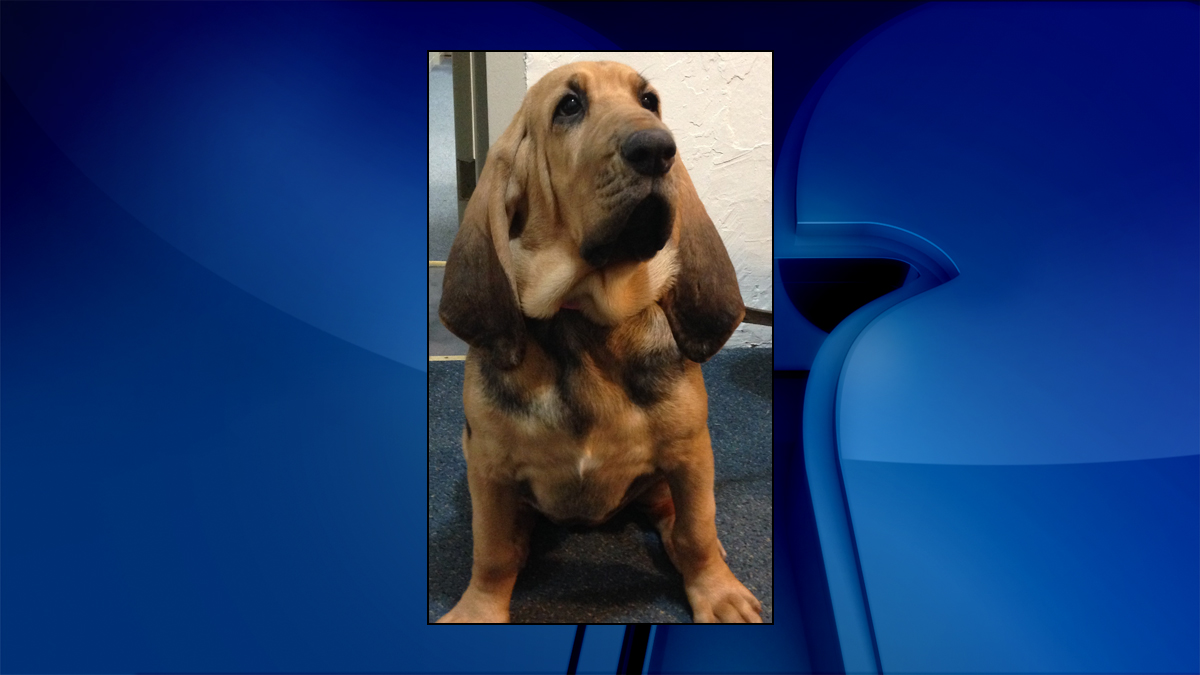 Help Name the New K9 Puppy at the Carroll County Sheriff’s Office