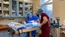 surgery for cat