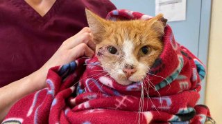 cat after surgery