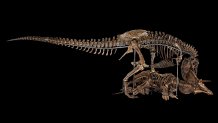 June-2019-t-rex-triceratops
