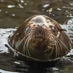 L.A. Zoo Buddy the Sea Lion Photo By Jamie Pham