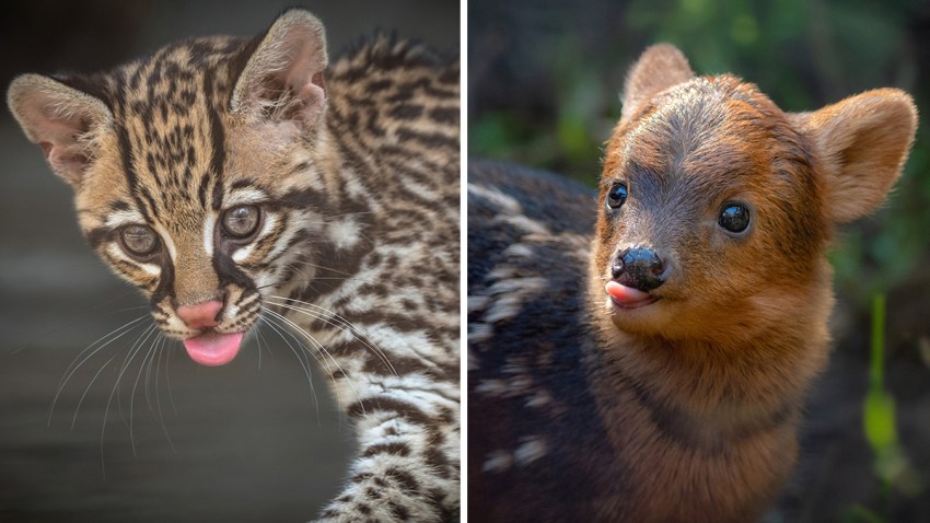 LA Zoo Bleps