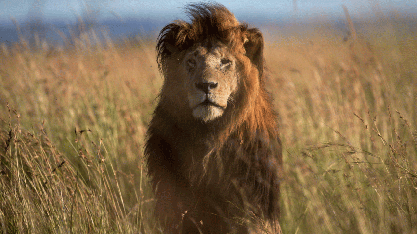 LION_AP_588020336694