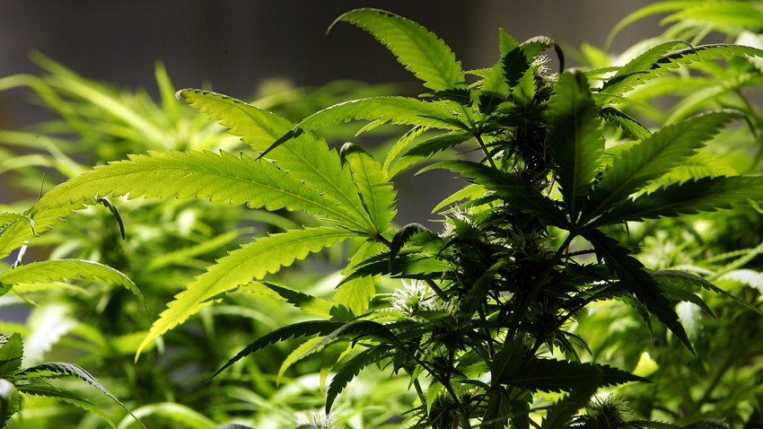 Marijuana33