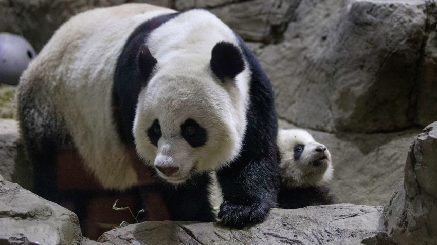Mei Xang Bao Bao in den