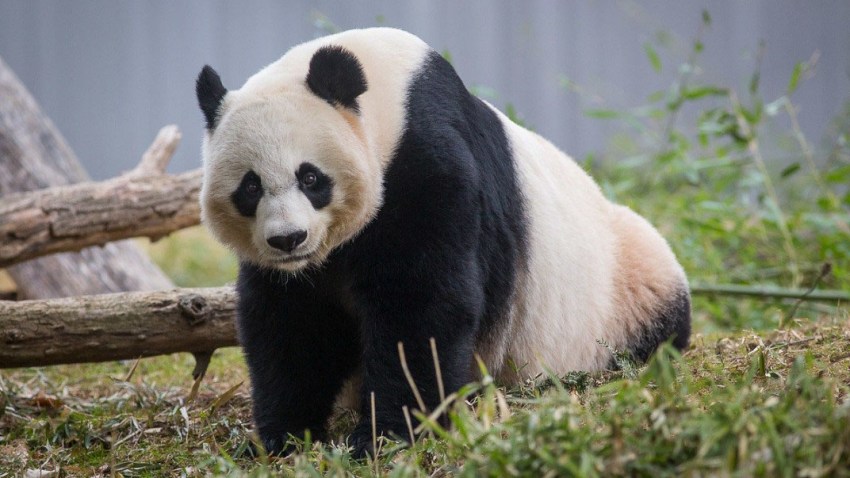 Mei Xiang 2018
