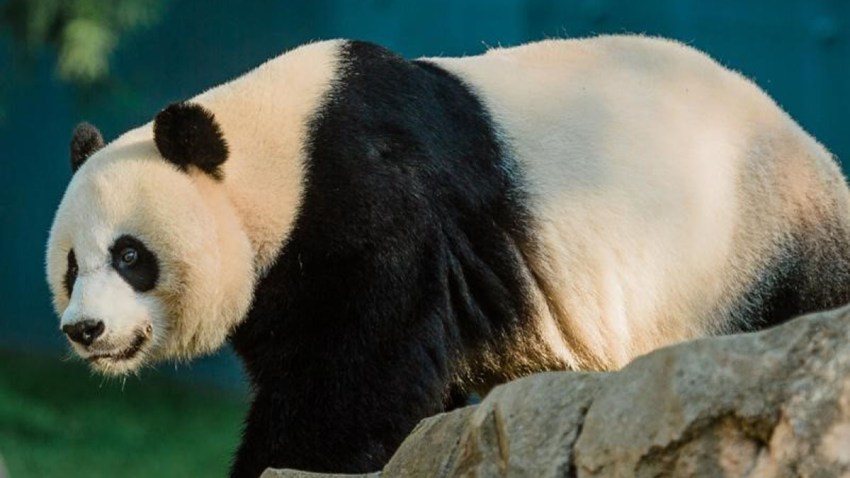 Mei Xiang