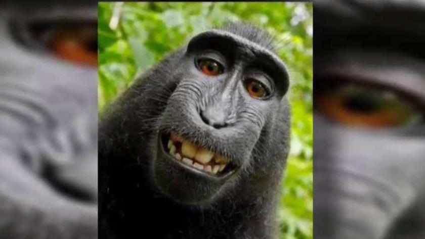 US Appeals Court Rejects Copyright Suit Over Monkey Selfies – NBC4 ...