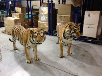 National Wildlife Property Repository 6 two taxidermied tigers