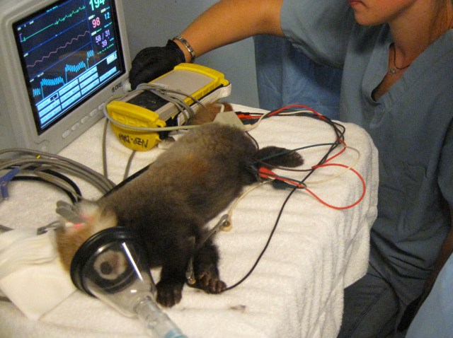 National Zoo Red Panda Cub EKG 09.09.09