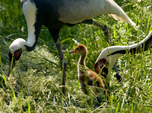 National Zoo White-naped crane chick