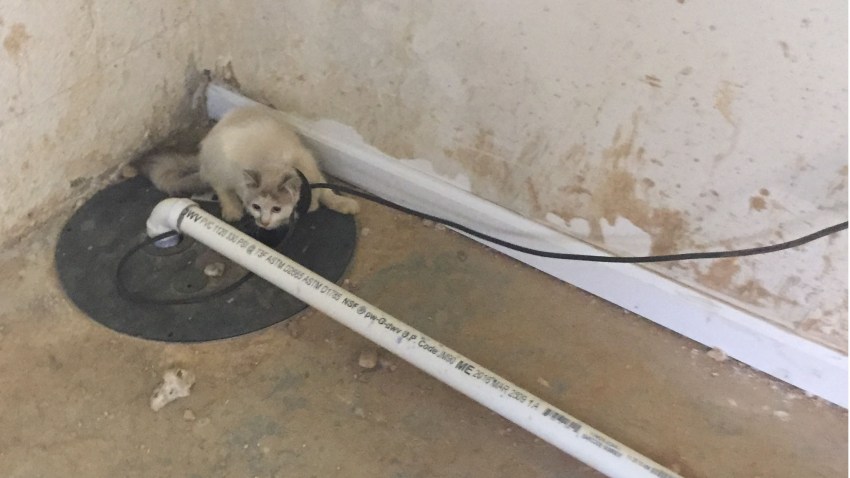 Neglected Kitten