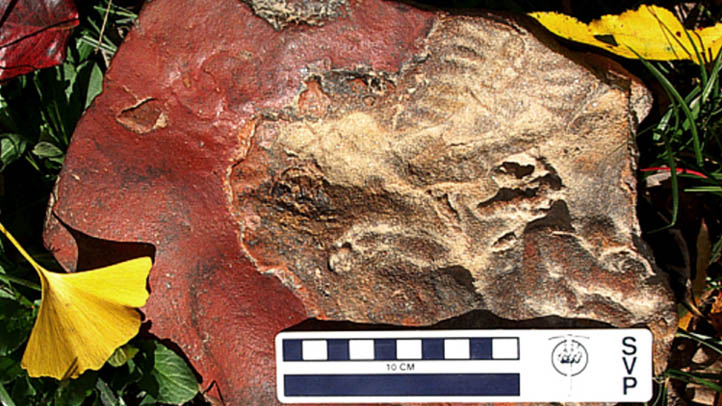 Nodosaur hatchling fossil