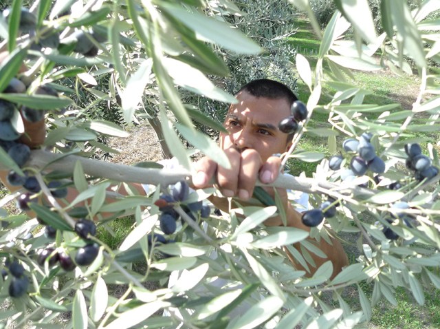 Olives 0171