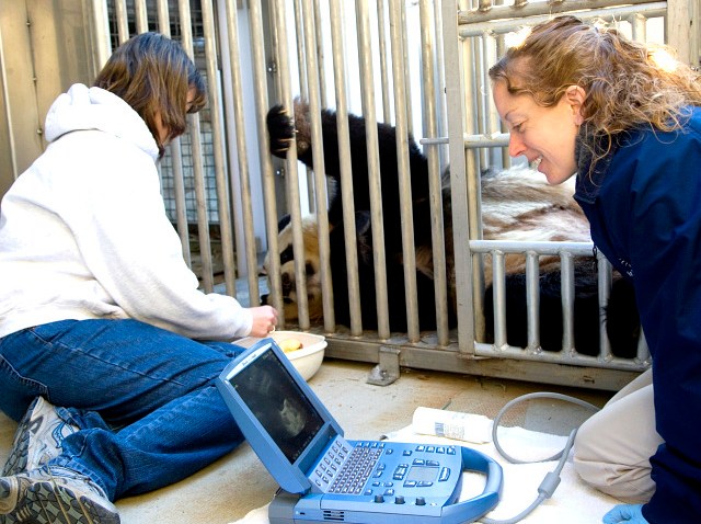 Panda ultrasound2