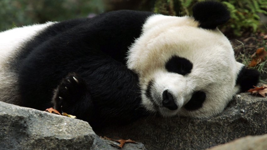 72132921AW010_National_Zoo_