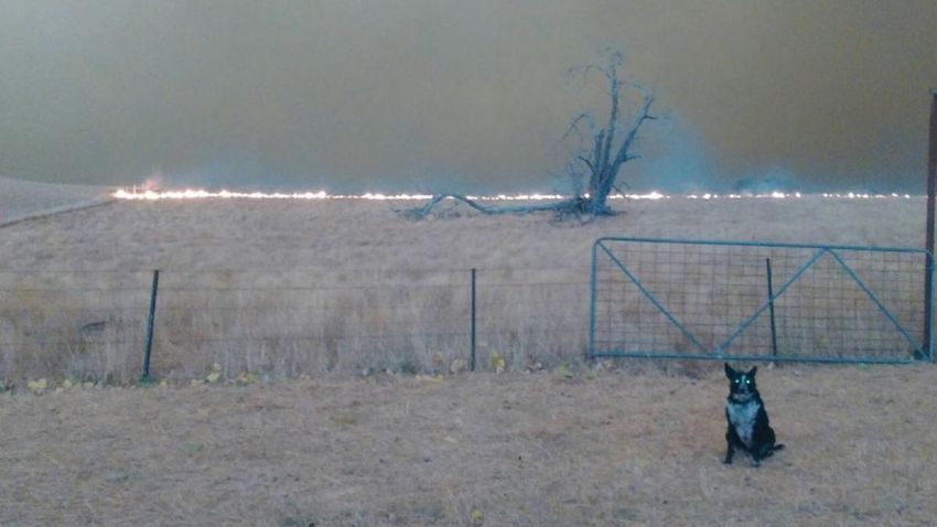 Patsy, a shepherd mix, brought more than 220 sheep to safety during Australia's devastating wildfires.