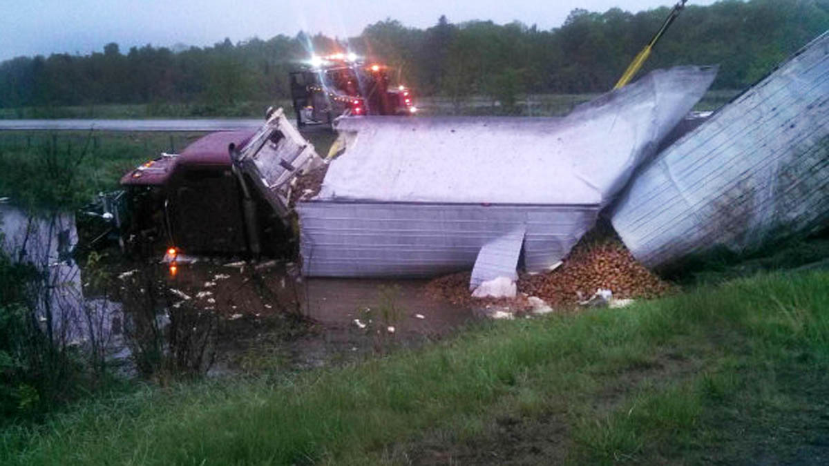 Unfortunate Truck Spills 3 000 Piglets Loose On Ill