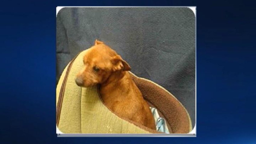 Prince George's County Dog Dumped in Dumpster