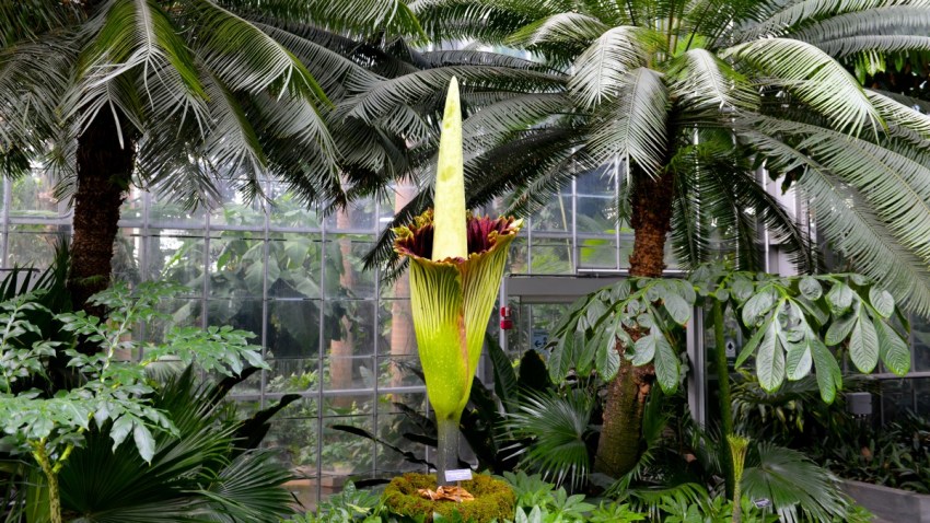 RBotanicalGarden