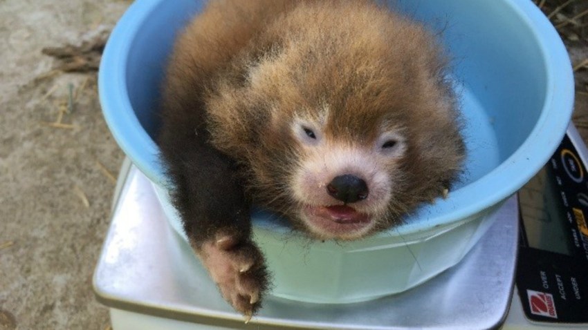 RRedPanda