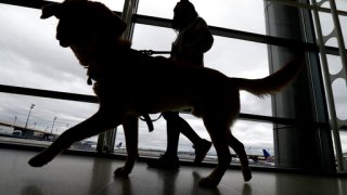 Service Dogs Airport