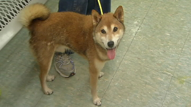 Lost Dog Reunited With Owners Nbc4 Washington
