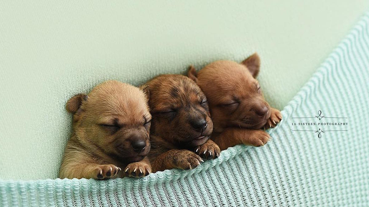 Photographer Stages Adorable Newborn Photoshoot for Foster Puppies