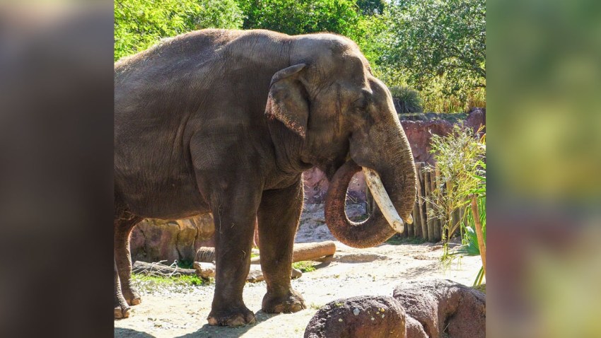 Spike Elephant