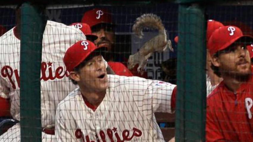 Squirrel Phillies Dugout JC