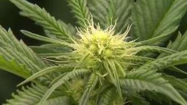 Legalizing Recreational Marijuana in Maryland Up to Voters