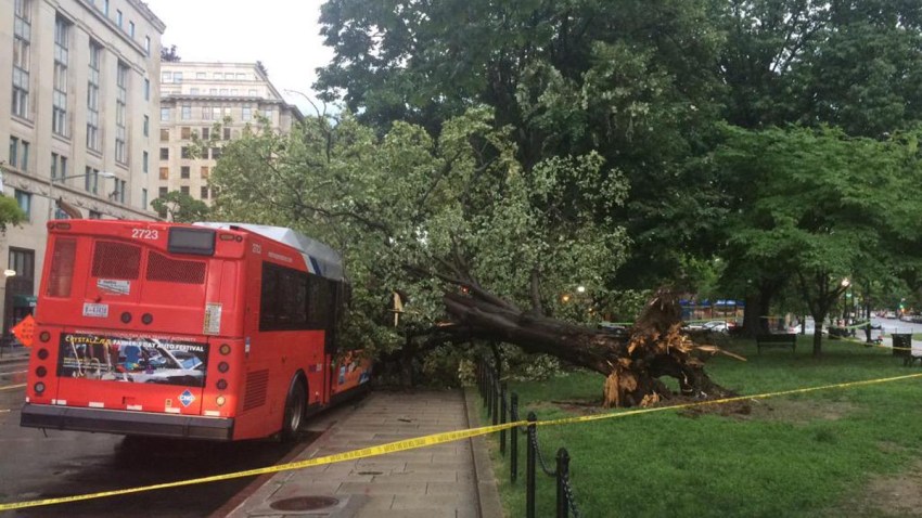 Tree on Metrobus 060115