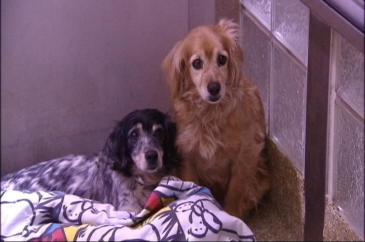 WARL rescue dogs