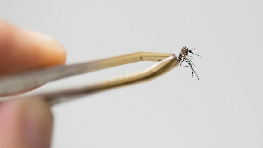Zika Mosquito Aedes Aegypti