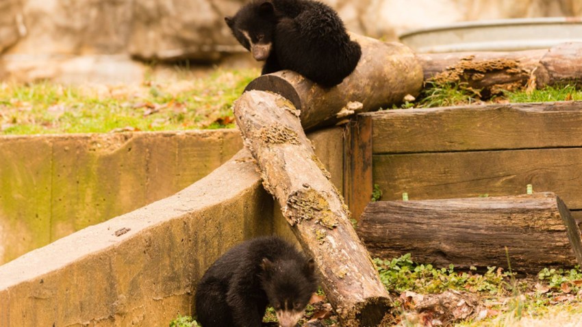 andean bear cubs