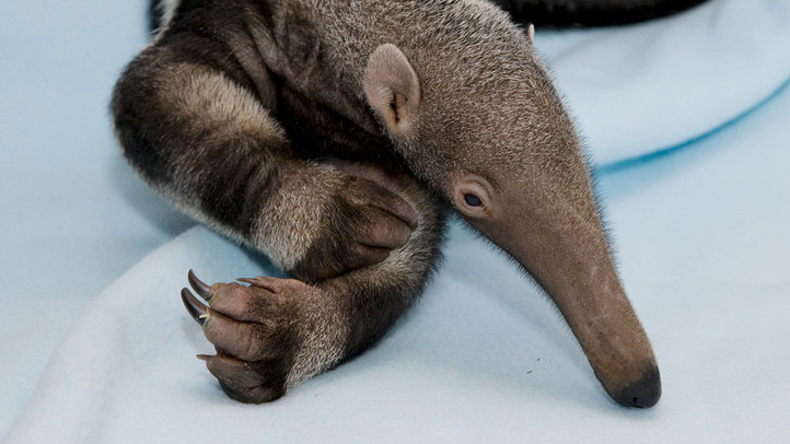anteater_baby1