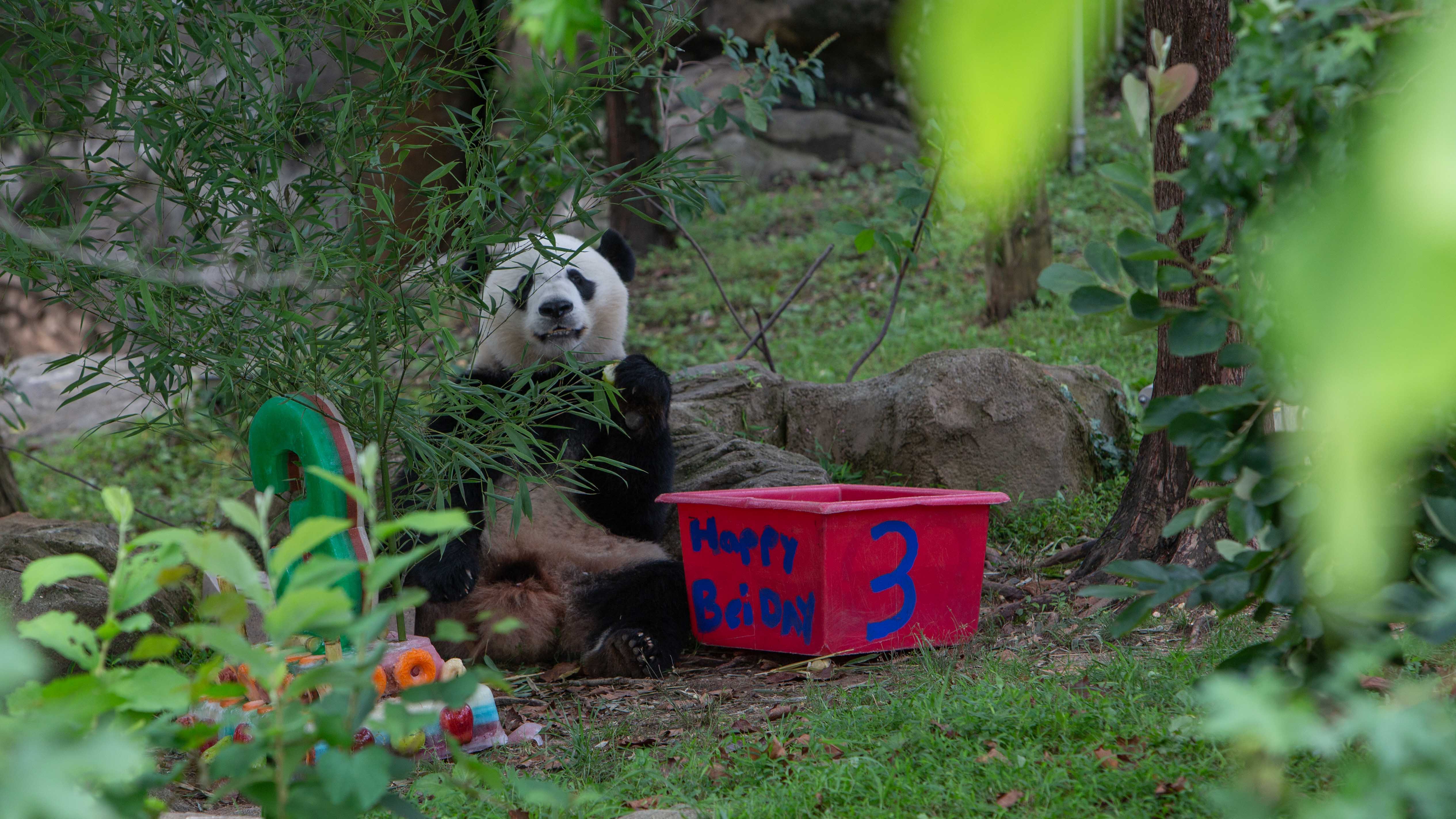 Baby panda makes debut – online – at National Zoo