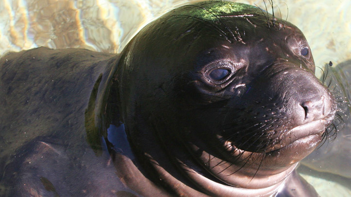 Baby Seal Wanders Into Home Lounges On Couch Nbc4 Washington