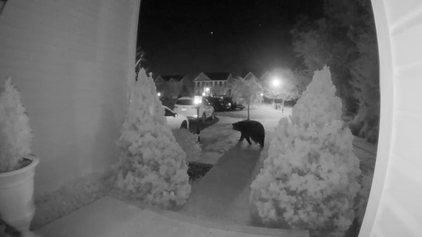 bear video va