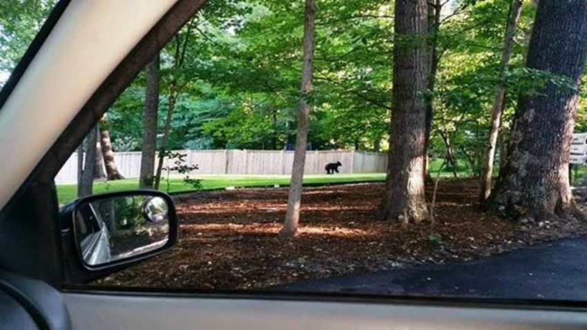 bears in Virginia