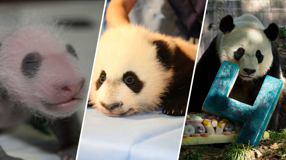 National Zoo's Giant Panda Mei Xiang May Be Pregnant – NBC4 Washington